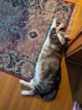 Travis -  Domestic Short Hair Cat for Adoption in Bloomington, Indiana - Travis | PetCurious