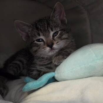 Domestic Short Hair Cats Available for Adoption in Camden, Delaware - Gus | PetCurious