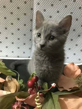Danica -  Domestic Short Hair Cat for Adoption in Martinsville, Indiana - Danica | PetCurious