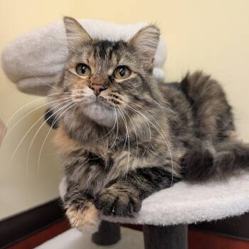 Nellie -  Domestic Medium Hair Cat for Adoption in Rochester, Minnesota - Nellie | PetCurious