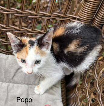 Poppi -  Domestic Short Hair Cat for Adoption in Safety Harbor, Florida - Poppi | PetCurious