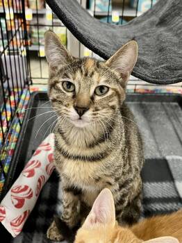 Dottie MCB -  Torbie and Domestic Short Hair Cat for Adoption in Schertz, Texas - Dottie MCB | PetCurious