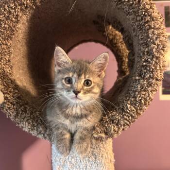 Rose -  Domestic Short Hair Cat for Adoption in Warrington, Pennsylvania - Rose | PetCurious