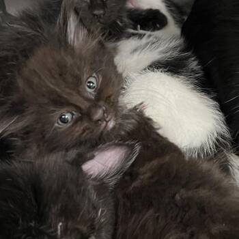 Doc -  Domestic Long Hair Cat for Adoption in Charleston, West Virginia - Doc | PetCurious