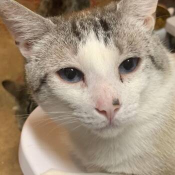 Kona -  Domestic Short Hair Cat for Adoption in Quakertown, Pennsylvania - Kona | PetCurious