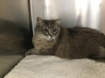 A1921217 -  Domestic Medium Hair Cat for Adoption in Thousand Palms, California - A1921217 | PetCurious