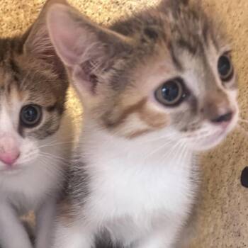 Marble -  Domestic Short Hair Cat for Adoption in Philadelphia, Pennsylvania - Marble | PetCurious