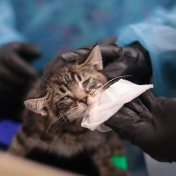 Domestic Short Hair Cats Available for Adoption in Philadelphia, Pennsylvania - Belzos | PetCurious