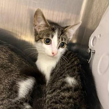 Rylee -  Domestic Short Hair Cat for Adoption in Winston-salem, North Carolina - Rylee | PetCurious