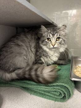 Rescue Domestic Medium Hair Cats for Adoption in Salt Lake City, Utah - *Sarah* | PetCurious