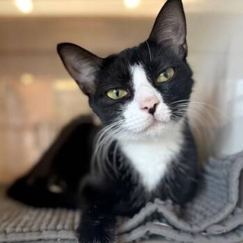 Domestic Short Hair Cats Available for Adoption - SERENITY | PetCurious