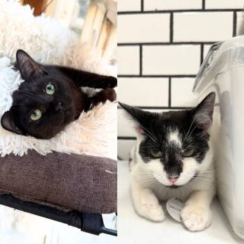 Rescue Domestic Short Hair Cats for Adoption - Aberdeen & Galloway | PetCurious