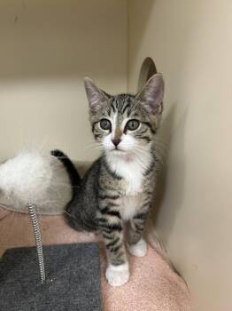 Domestic Short Hair Cats Available for Adoption in Lancaster, Pennsylvania - Freddy | PetCurious