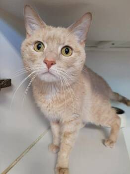 Domestic Short Hair Cats Available for Adoption in Littlestown, Pennsylvania - Cheese | PetCurious