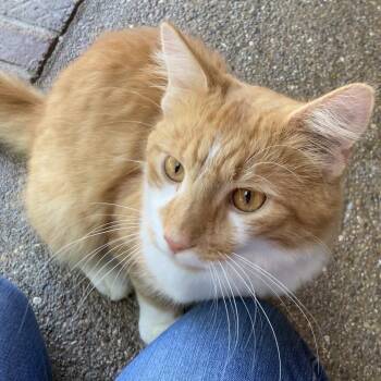 Velveeta -  Domestic Medium Hair Cat for Adoption in Cincinnati, Ohio - Velveeta | PetCurious