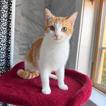 Cranberry -  Domestic Short Hair Cat for Adoption in Gibsonia, Pennsylvania - Cranberry | PetCurious