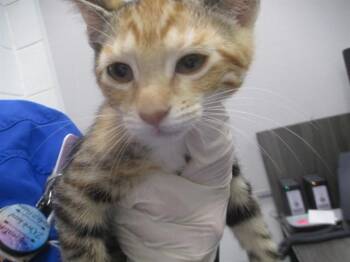 PUDDIN POP -  Domestic Short Hair Cat for Adoption in Ocala, Florida - PUDDIN POP | PetCurious