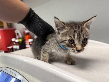 PHINEAS -  Domestic Short Hair Cat for Adoption in Antioch, California - PHINEAS | PetCurious
