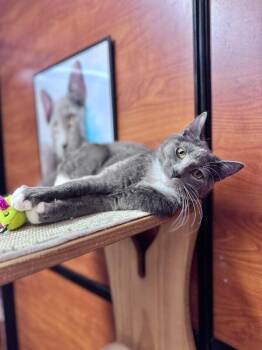 Domestic Short Hair Cats Available for Adoption - June | PetCurious