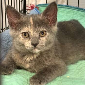 Safron -  Domestic Short Hair Cat for Adoption in Hernando, Mississippi - Safron | PetCurious