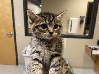 A610951 -  Domestic Short Hair Cat for Adoption in Modesto, California - A610951 | PetCurious
