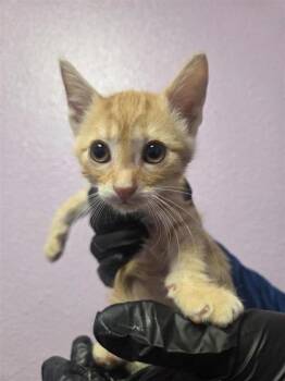 61188663 -  Domestic Short Hair Cat for Adoption in El Paso, Texas - 61188663 | PetCurious
