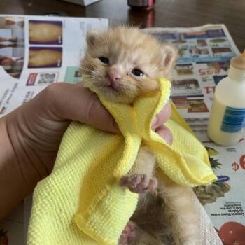 Oakley -  Domestic Short Hair Cat for Adoption in Long Beach, California - Oakley | PetCurious