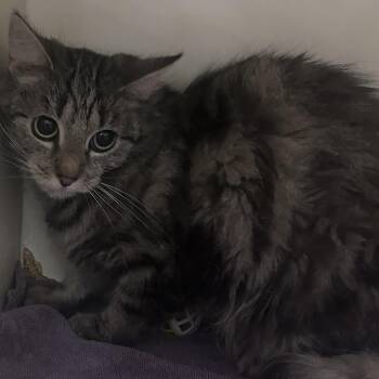 Sheva -  Domestic Short Hair Cat for Adoption in Yuma, Arizona - Sheva | PetCurious