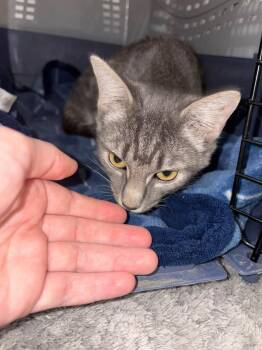 Pixie (Kitty) -  Domestic Short Hair Cat for Adoption in Ashville, Ohio - Pixie (Kitty) | PetCurious