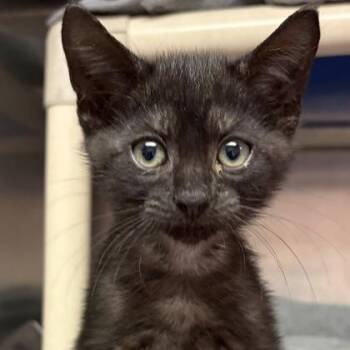 Rescue Domestic Short Hair Cats for Adoption in North Myrtle Beach, South Carolina - Danny | PetCurious