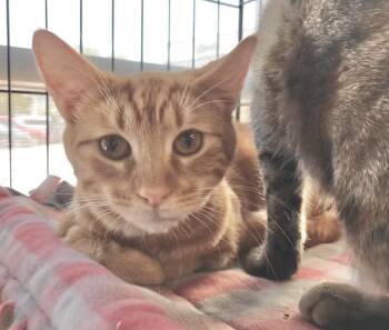 Rescue Domestic Short Hair Cats for Adoption in Vacaville, California - Tangie | PetCurious