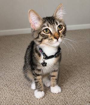 Bee -  Domestic Medium Hair Cat for Adoption in Fresno, California - Bee | PetCurious