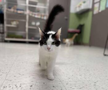 Rescue Domestic Long Hair Cats for Adoption in Leitchfield, Kentucky - Sweetie | PetCurious