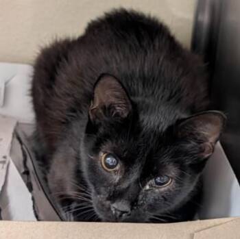 ET -  Domestic Short Hair Cat for Adoption in San Antonio, Texas - ET | PetCurious