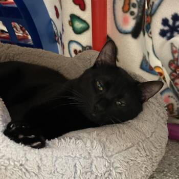 Mr. Krabbs -  Domestic Short Hair Cat for Adoption in Enfield, New Hampshire - Mr. Krabbs | PetCurious