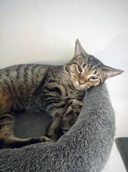 Tinker -  Domestic Short Hair Cat for Adoption in Reston, Virginia - Tinker | PetCurious