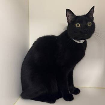 Rescue Domestic Short Hair Cats for Adoption in West Palm Beach, Florida - Curious George | PetCurious