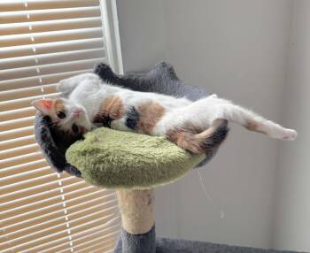 Sunflower -  Calico and Domestic Short Hair Cat for Adoption in Greensburg, Pennsylvania - Sunflower | PetCurious