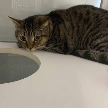 Septima -  Domestic Short Hair Cat for Adoption in Binghamton, New York - Septima | PetCurious
