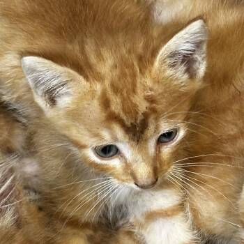 Brock Lee -  Domestic Short Hair Cat for Adoption in Gadsden, Alabama - Brock Lee | PetCurious