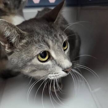 Aggie -  Domestic Short Hair Cat for Adoption in Branson, Missouri - Aggie | PetCurious