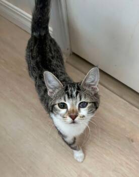 Thomasina -  American Shorthair Cat for Adoption in Meeker, Oklahoma - Thomasina | PetCurious