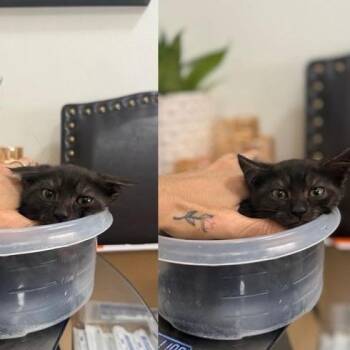 Nini -  Domestic Short Hair Cat for Adoption in New York, New York - Nini | PetCurious