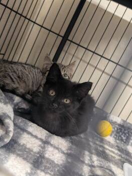 Gus -  Domestic Short Hair Cat for Adoption in Plymouth, Connecticut - Gus | PetCurious