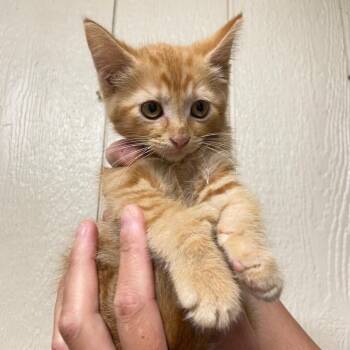 Quasimodo -  Domestic Short Hair Cat for Adoption in Topeka, Kansas - Quasimodo | PetCurious
