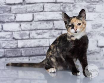 Pepper -  Calico and Domestic Short Hair Cat for Adoption in Tuscaloosa, Alabama - Pepper | PetCurious