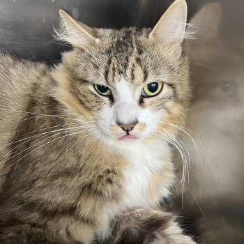Wheely Tired -  Domestic Medium Hair Cat for Adoption in Pekin, Illinois - Wheely Tired | PetCurious