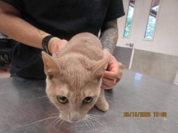 (691) -  Domestic Short Hair Cat for Adoption in Marietta, Georgia - (691) | PetCurious