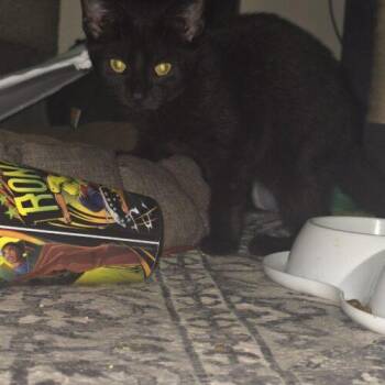 Lancaster -  Domestic Short Hair Cat for Adoption in Canal Winchester, Ohio - Lancaster | PetCurious