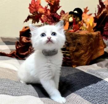 LATTE -  Domestic Short Hair Cat for Adoption in Pueblo, Colorado - LATTE | PetCurious